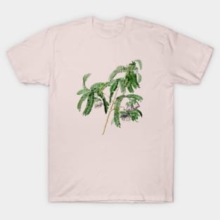 Vintage Spaendoncea Tamarandifolia Botanical Illustration T-Shirt